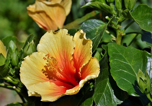 hibiscus house plant