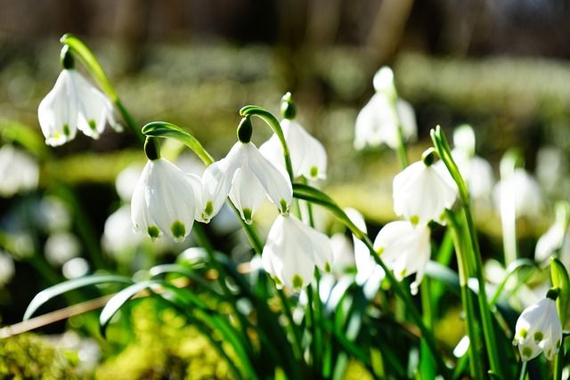 spring flowers