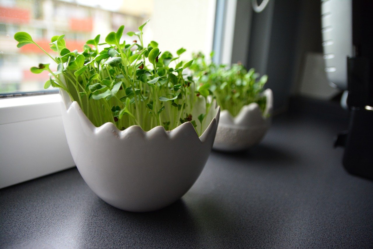 Flower pot on window sill