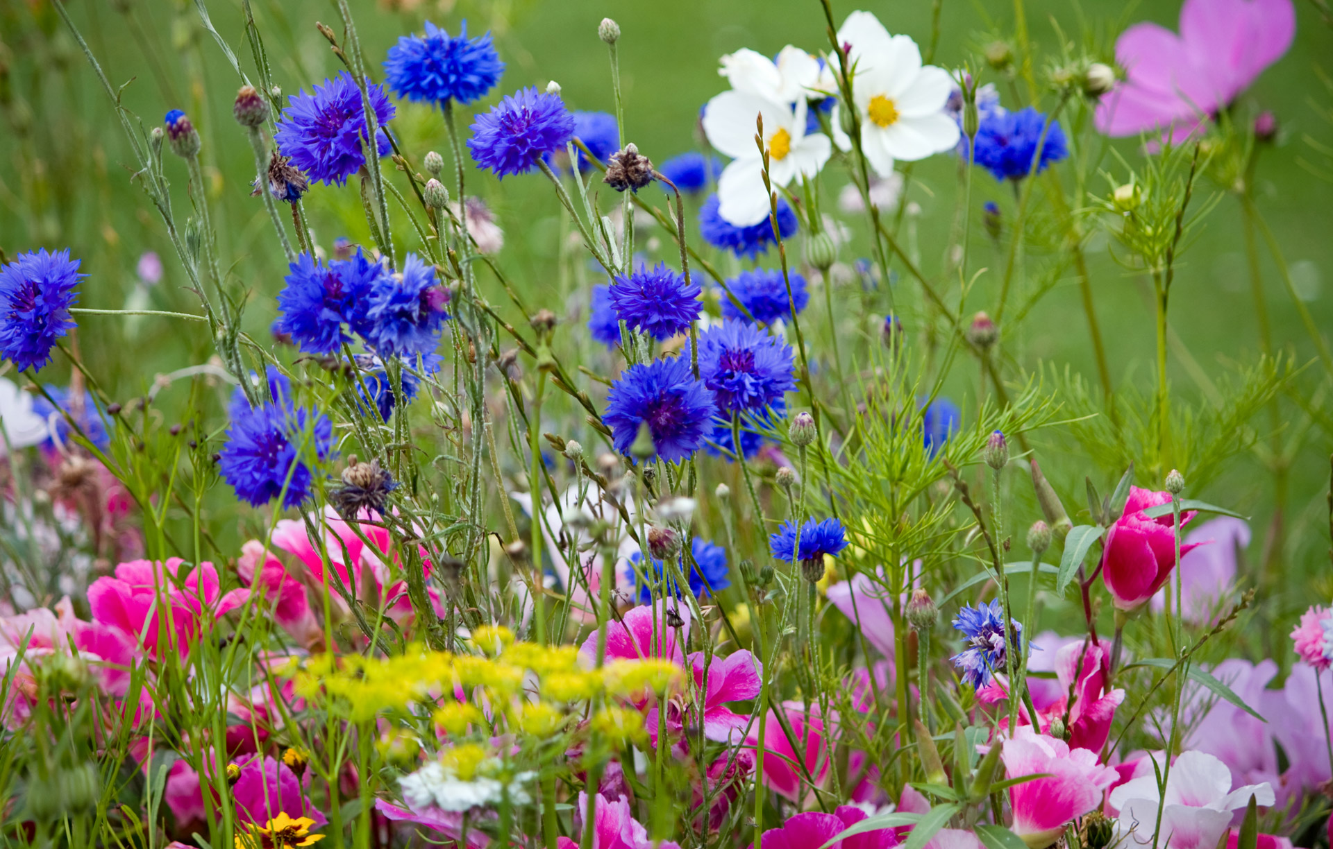 Wild flower meadow